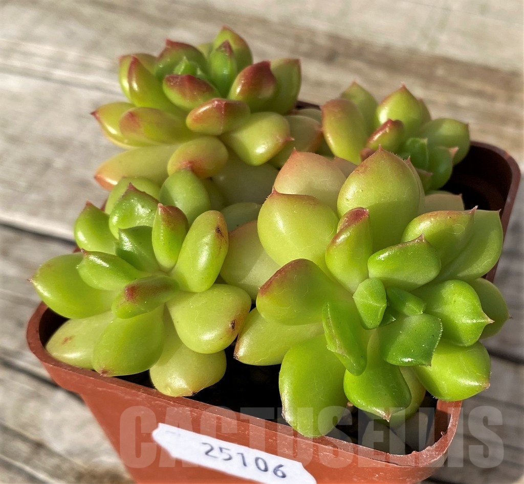 SH25106 Echeveria ‘Letizia’ - Image 2