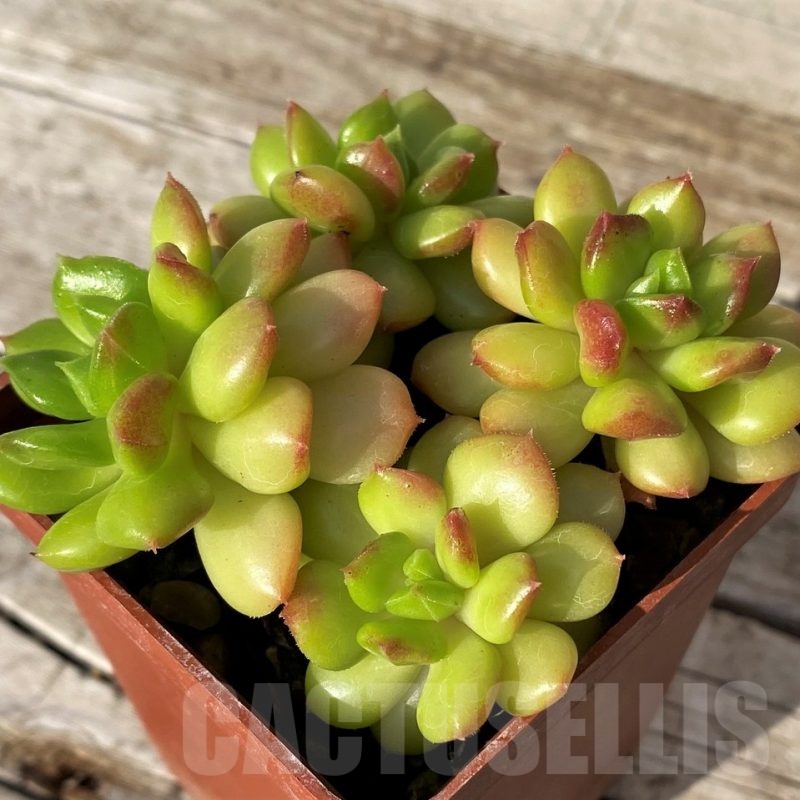 SH25106 Echeveria ‘Letizia’