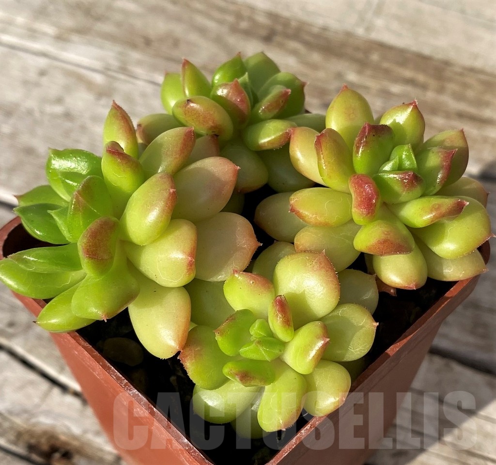 SH25106 Echeveria ‘Letizia’