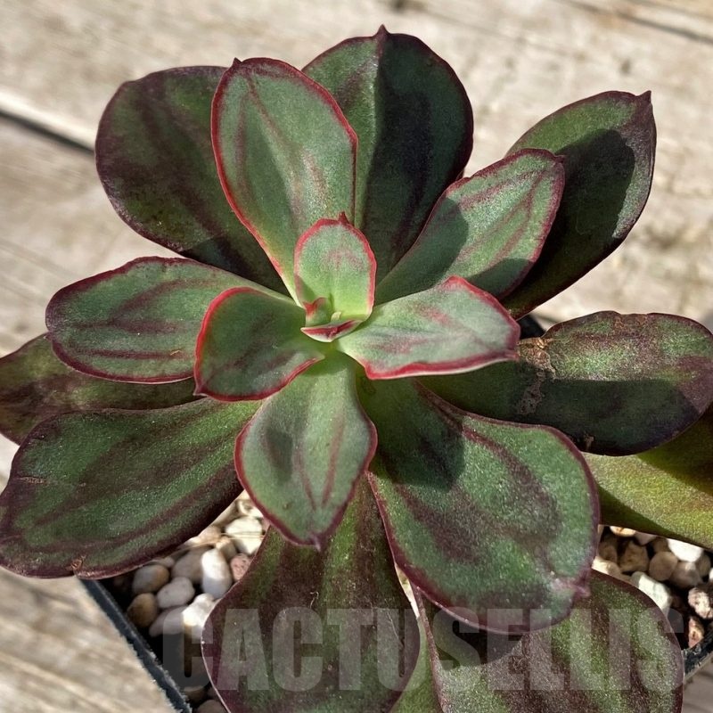 SH25107 Echeveria nodulosa