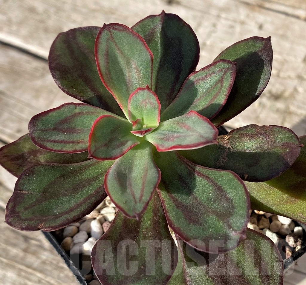 SH25107 Echeveria nodulosa