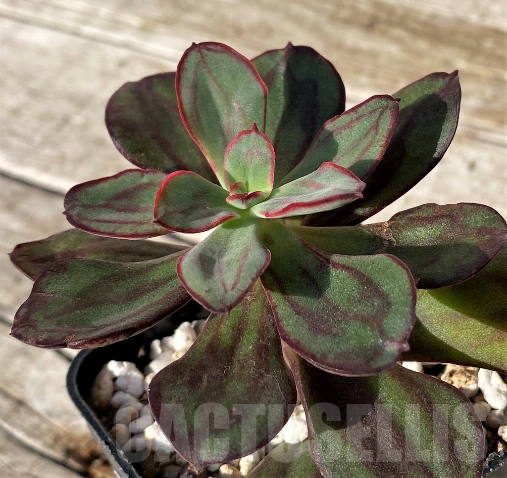 SH25107 Echeveria nodulosa - Image 2