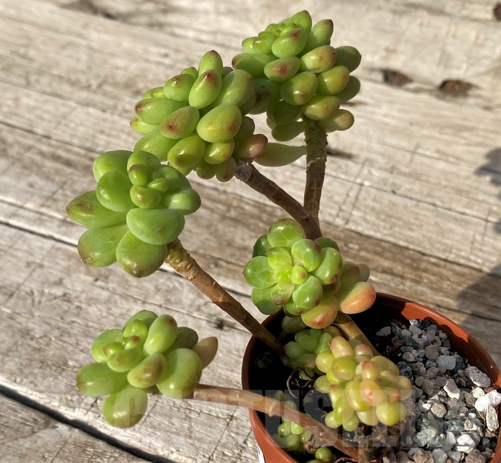 SH25094 Echeveria ‘Shangri La’ - Image 3