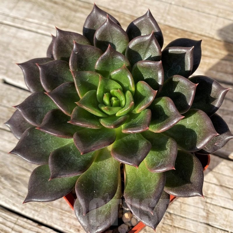 SH25108 Echeveria ‘Black Prince’