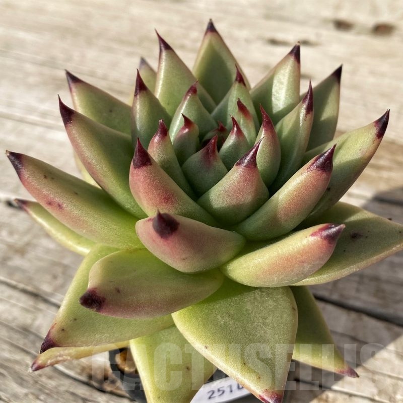 SH25109 Echeveria agavoides ‘Ebony’
