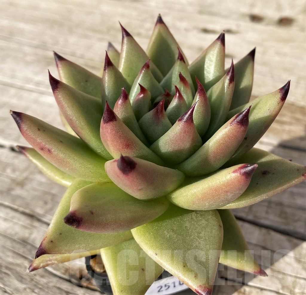 SH25109 Echeveria agavoides ‘Ebony’