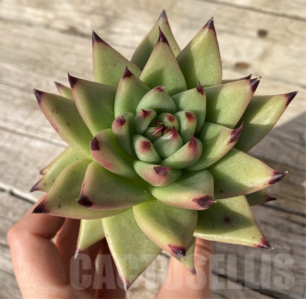 SH25109 Echeveria agavoides ‘Ebony’ - Image 2