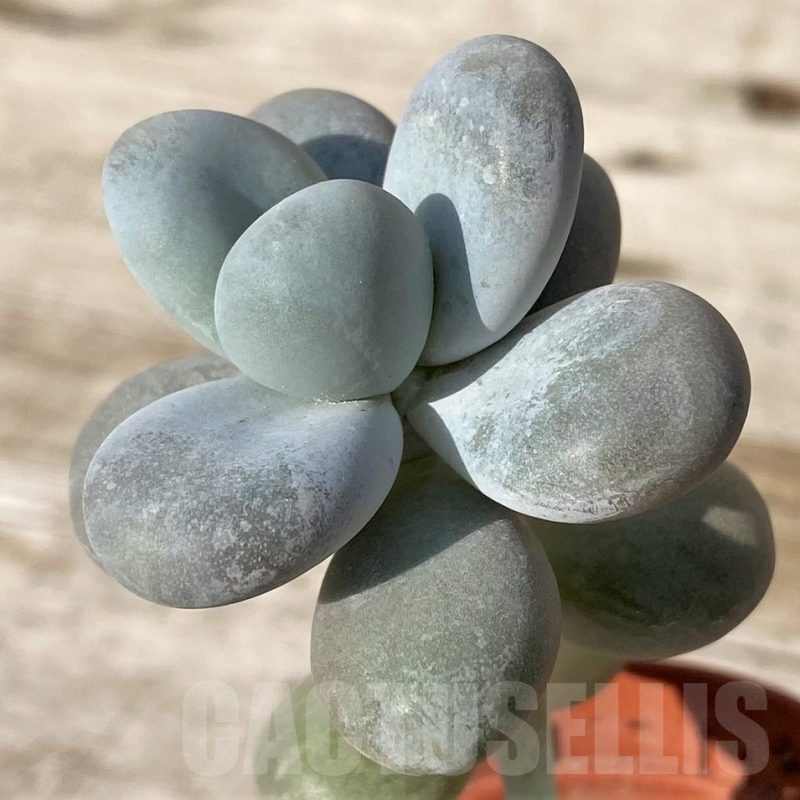 SH25110 Pachyphytum oviferum