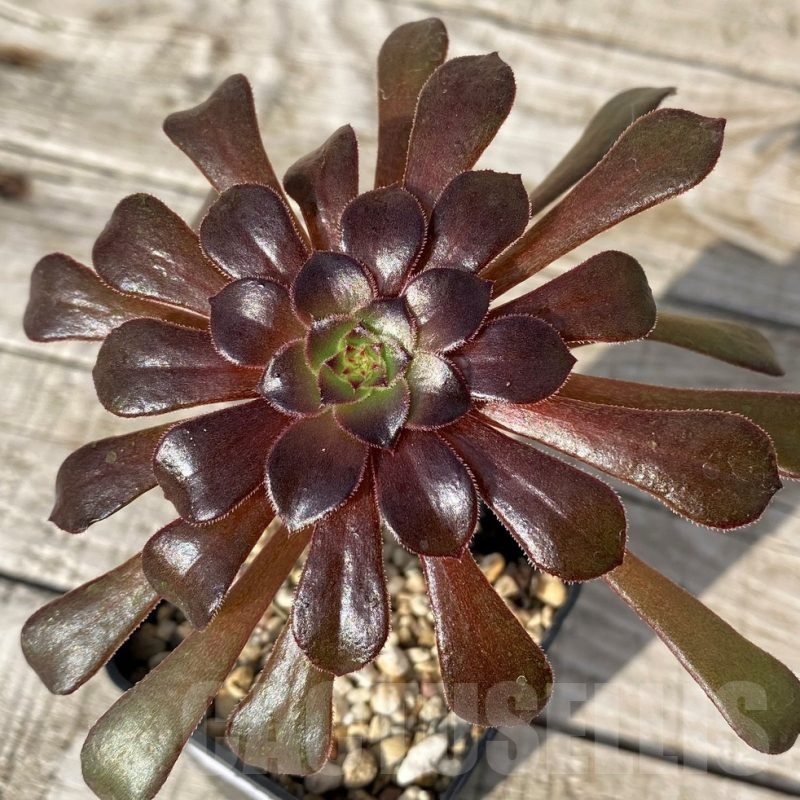 SH25111 Aeonium ‘Schwarzkopf’