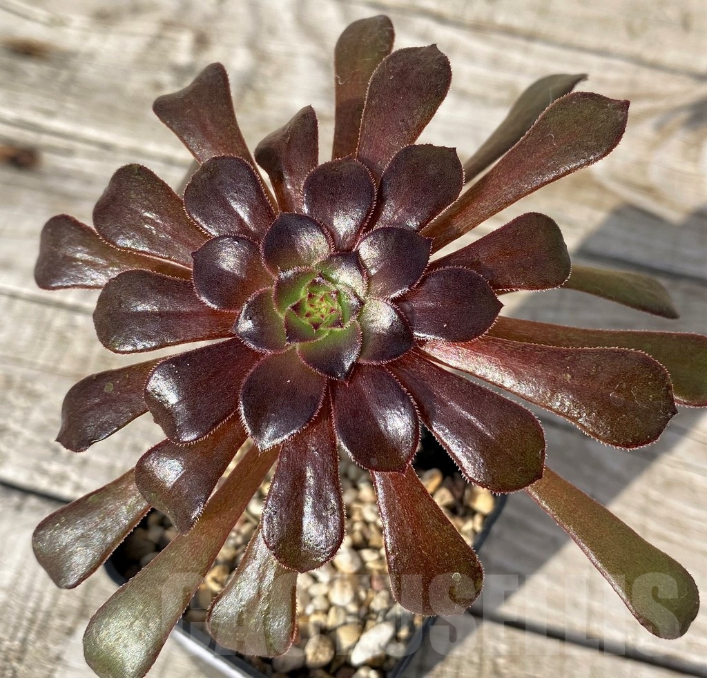 SH25111 Aeonium ‘Schwarzkopf’