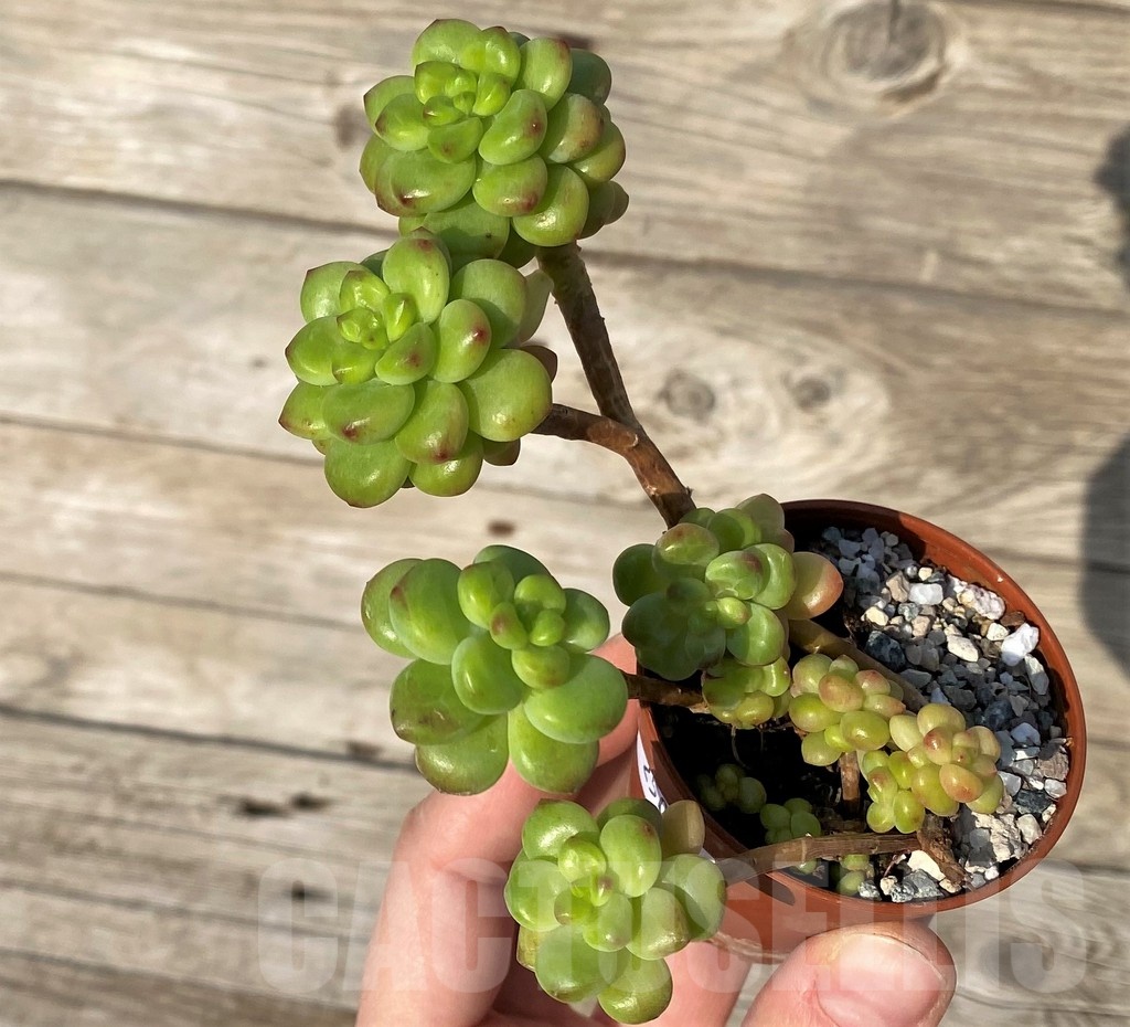 SH25094 Echeveria ‘Shangri La’ - Image 2