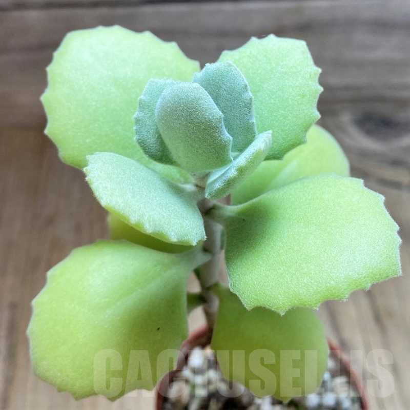 SH25112 Kalanchoe millotii