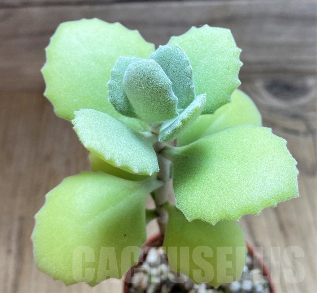 SH25112 Kalanchoe millotii