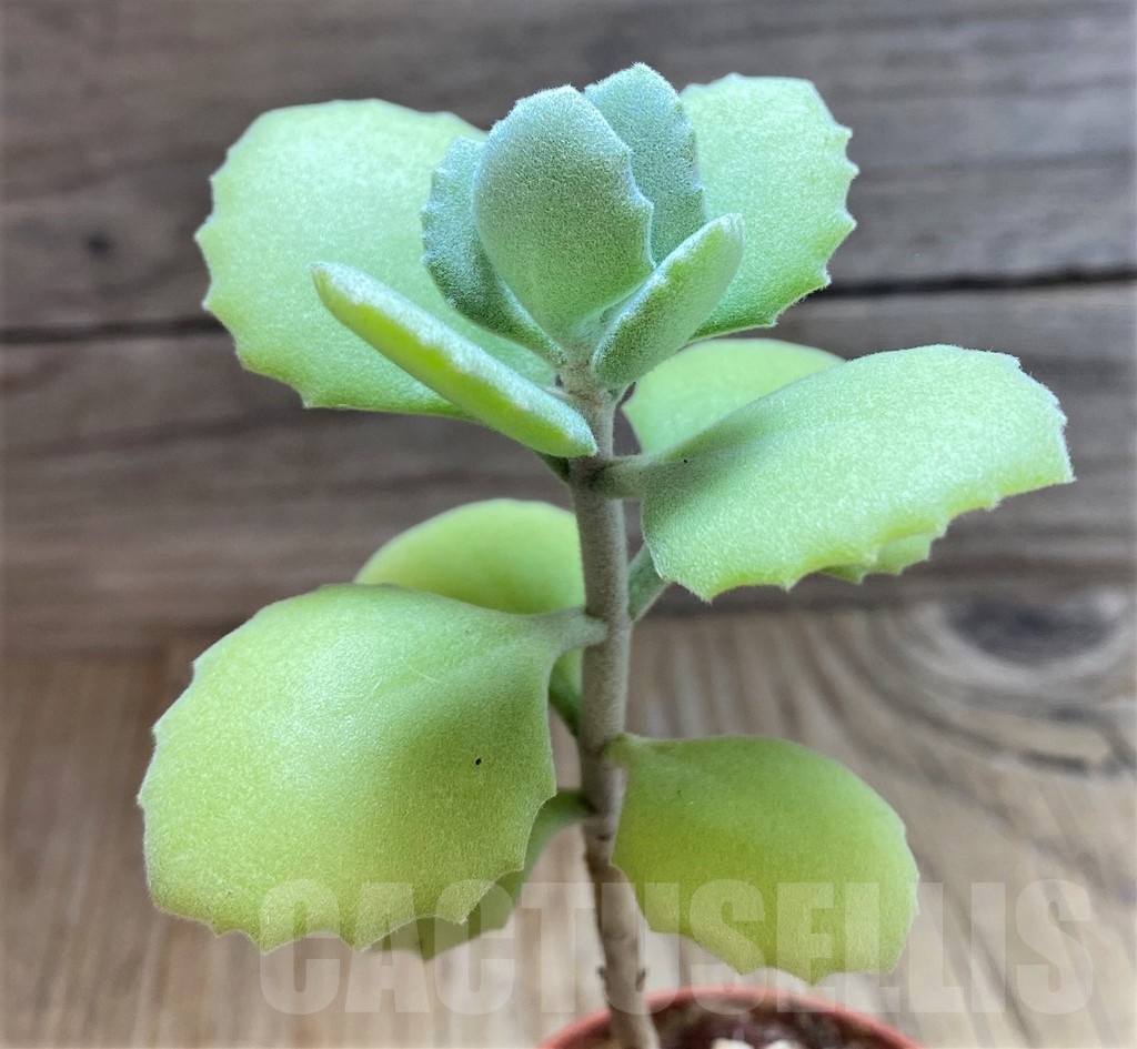 SH25112 Kalanchoe millotii - Image 2