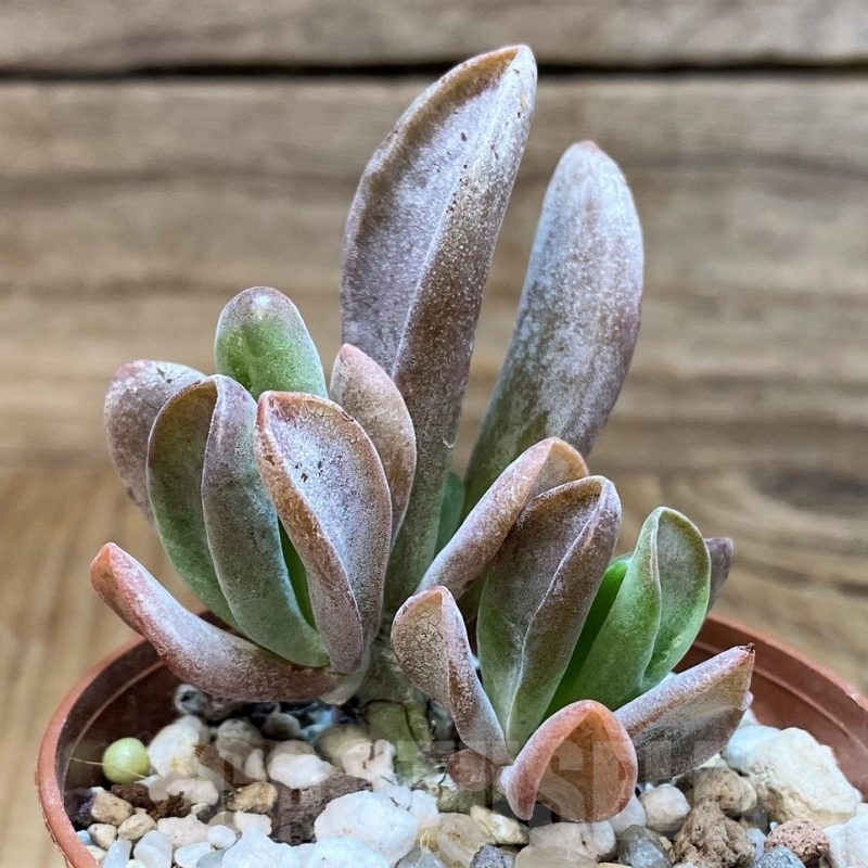 SH25113 Kalanchoe thyrsiflora ‘Monstruosa’