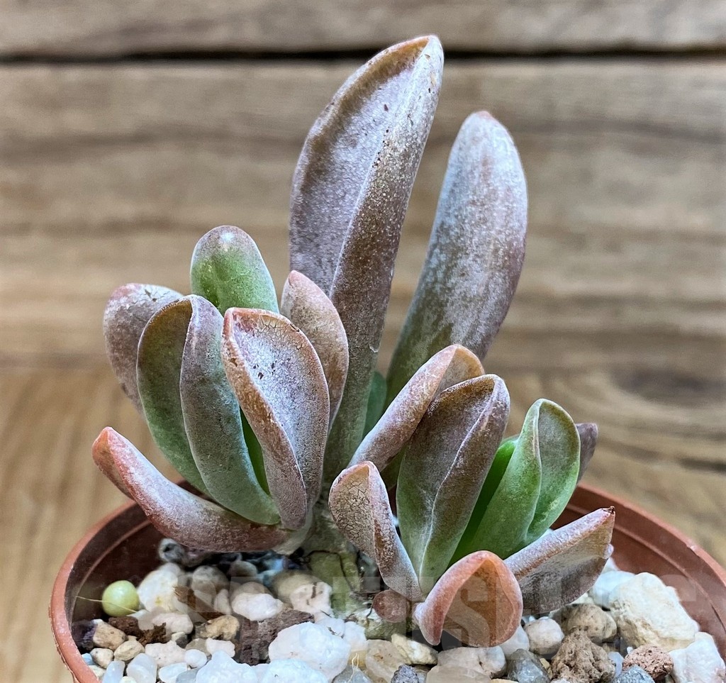 SH25113 Kalanchoe thyrsiflora ‘Monstruosa’