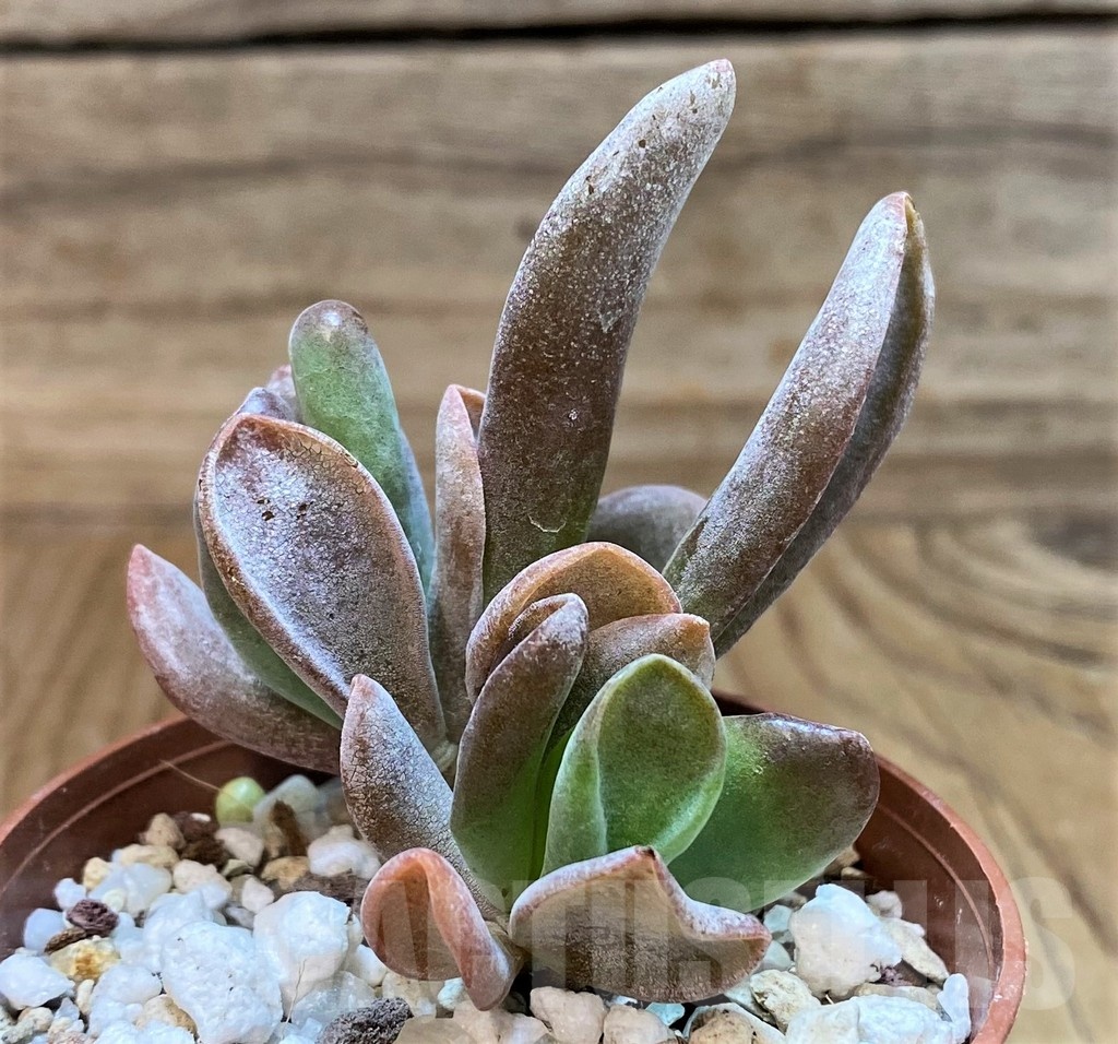 SH25113 Kalanchoe thyrsiflora ‘Monstruosa’ - Image 2