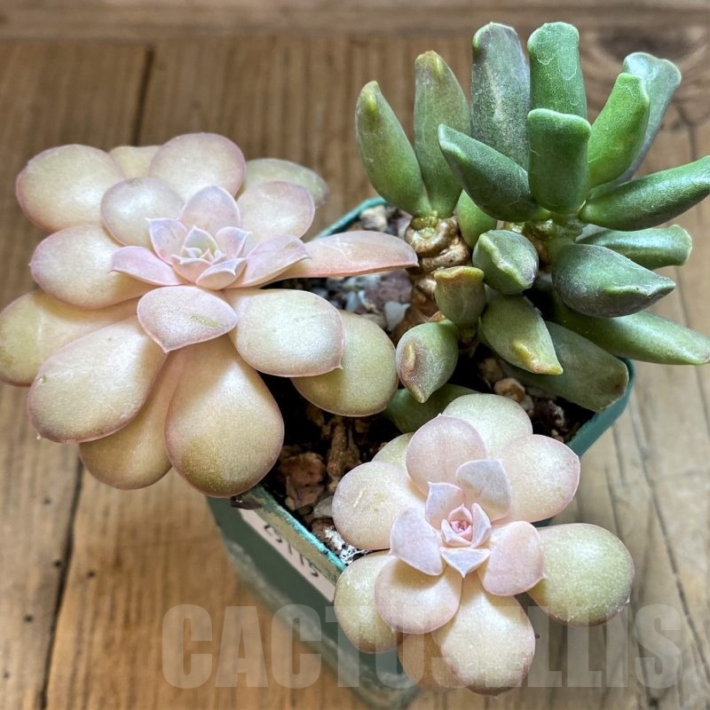 SH25114 Echeveria hybrid, Adromischus cooperi