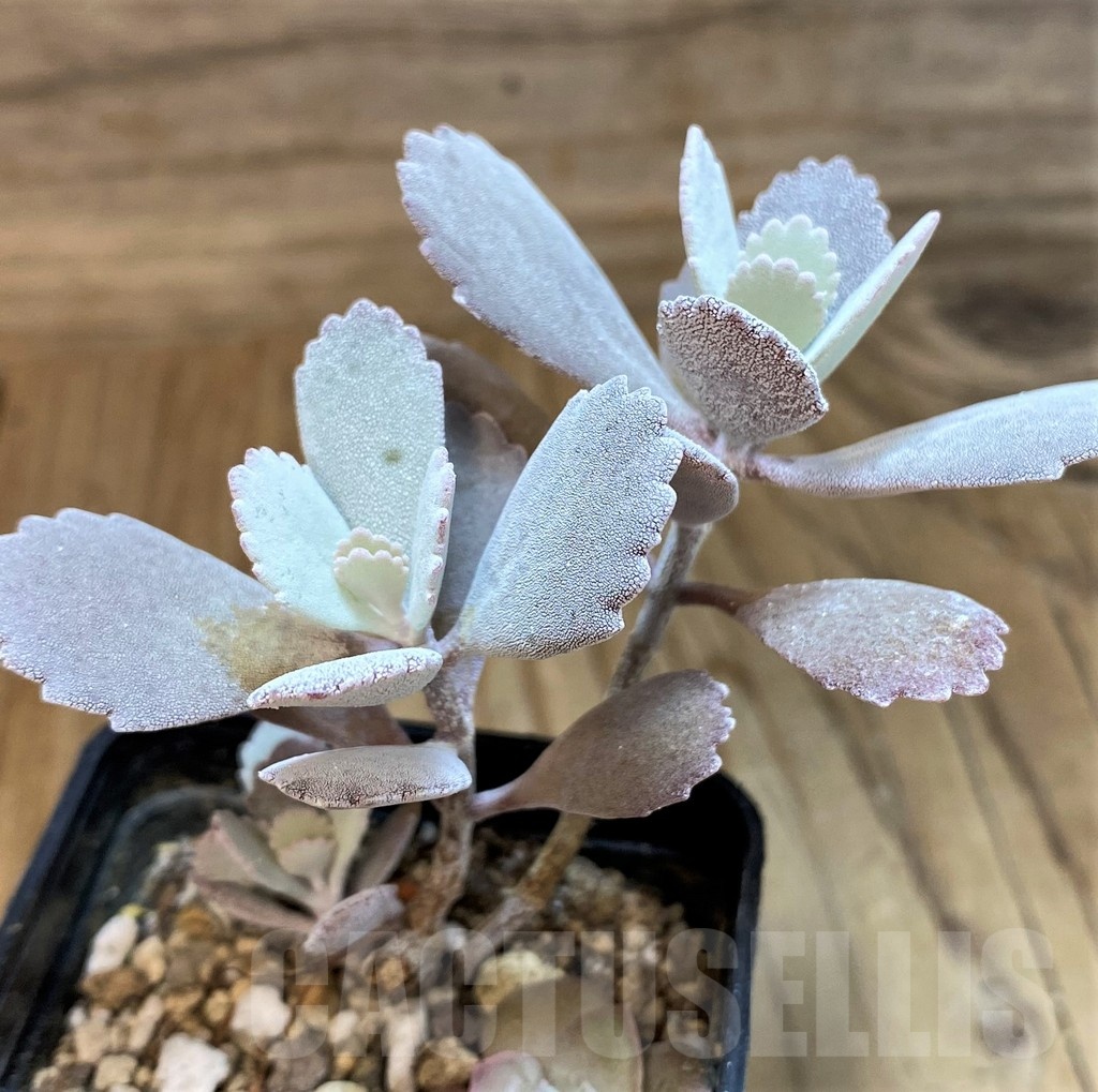 SH25116 Kalanchoe pumila - Image 2