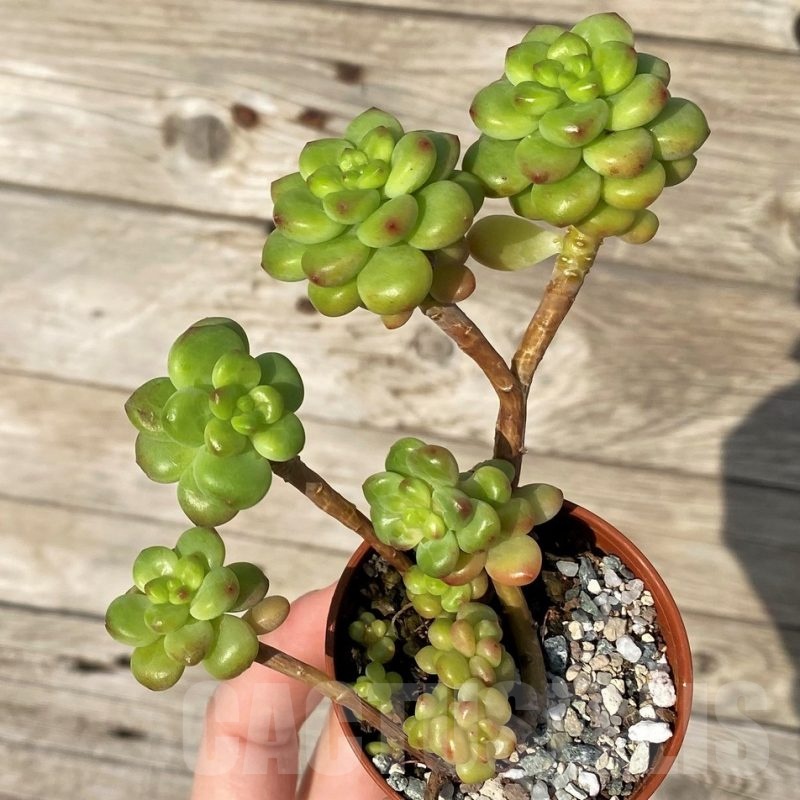 SH25094 Echeveria ‘Shangri La’