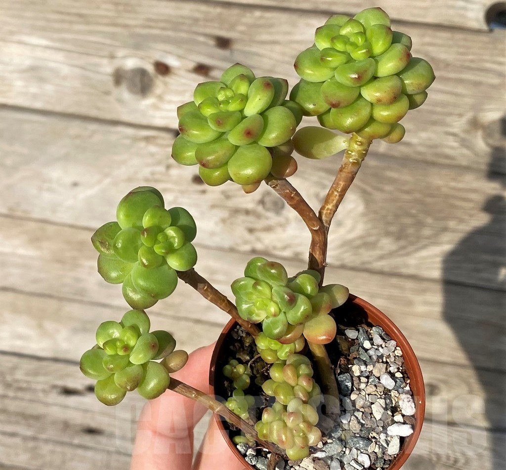 SH25094 Echeveria ‘Shangri La’