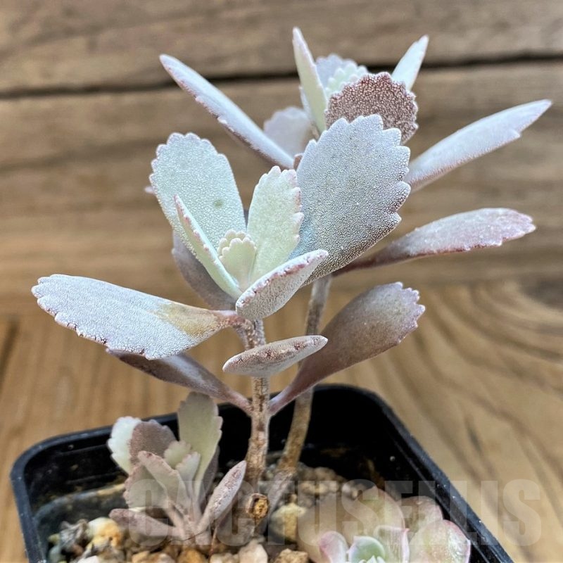 SH25116 Kalanchoe pumila
