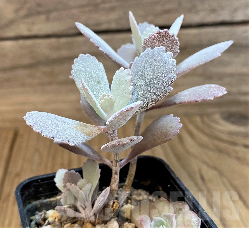 SH25116 Kalanchoe pumila