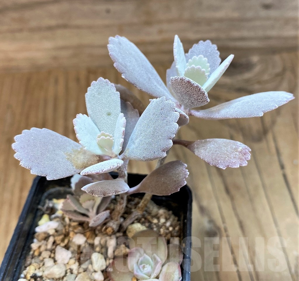 SH25116 Kalanchoe pumila - Image 3