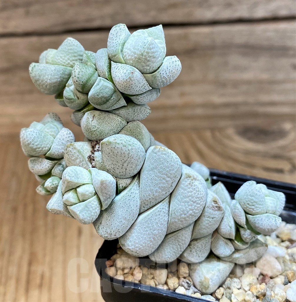 SH25117 Crassula deceptor - Image 2