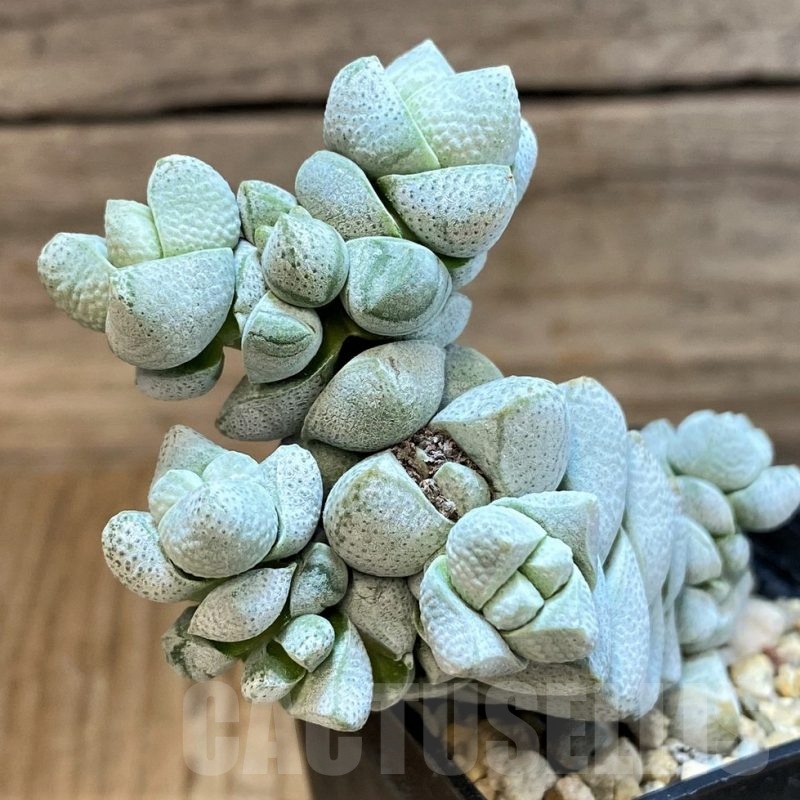SH25117 Crassula deceptor
