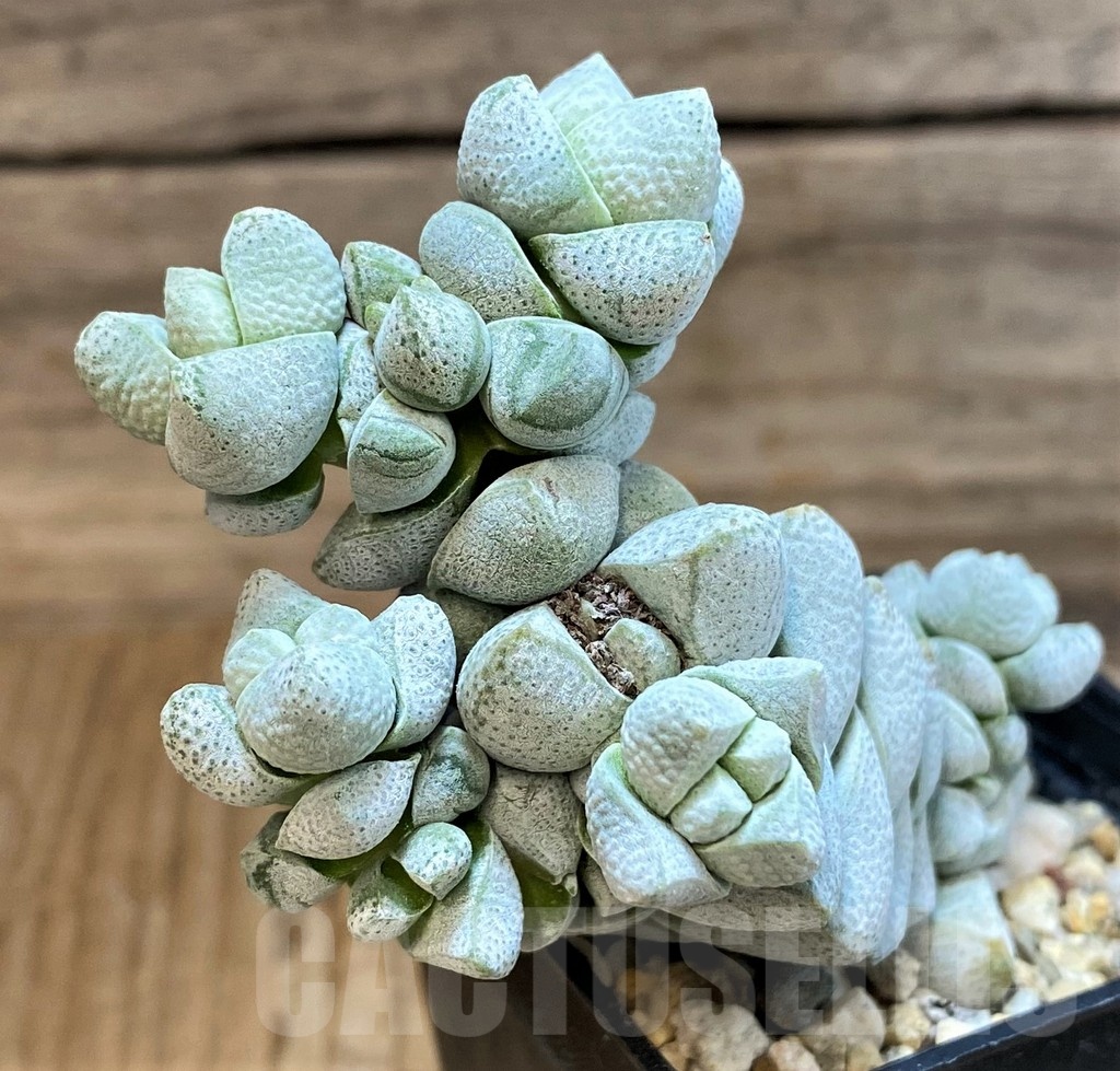 SH25117 Crassula deceptor