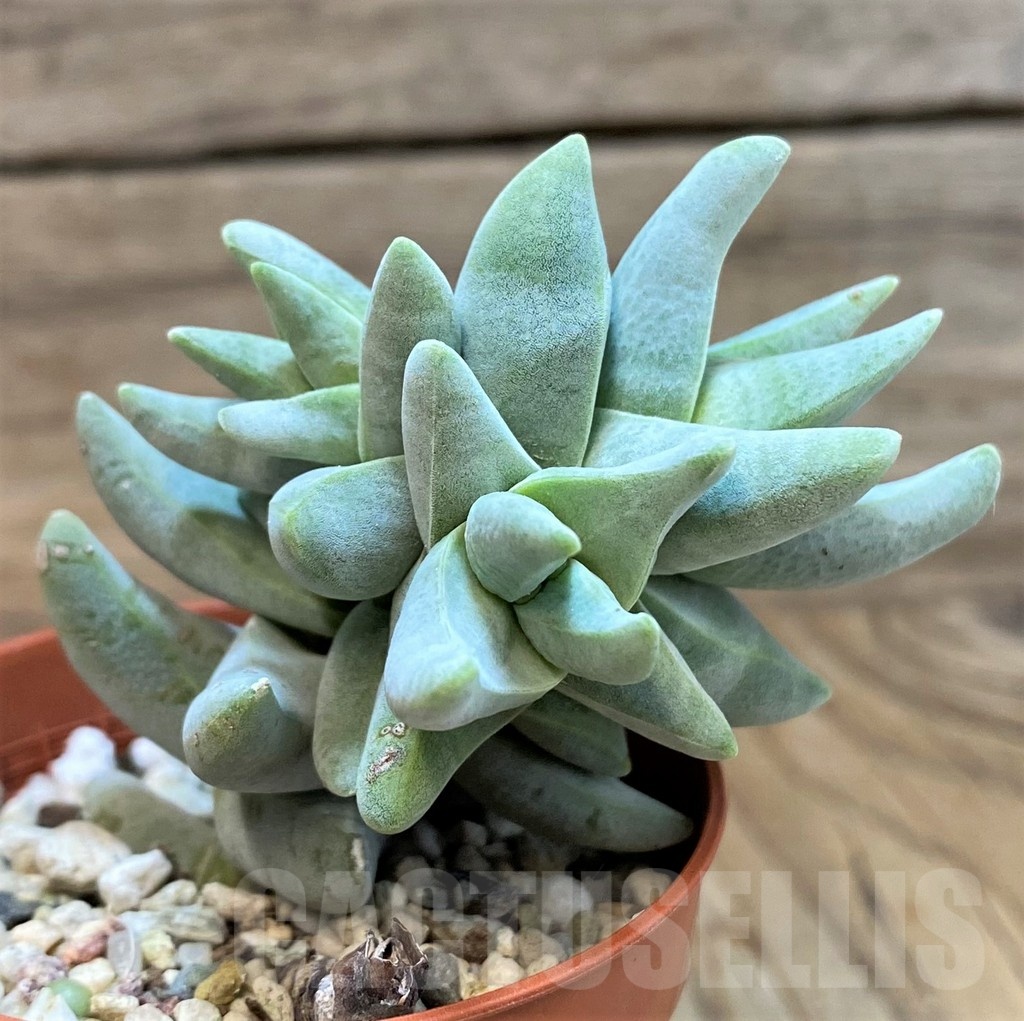 SH25118 Crassula cornuta - Image 2