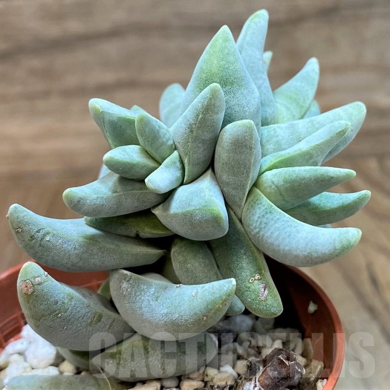 SH25118 Crassula cornuta