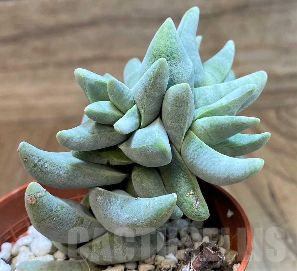 SH25118 Crassula cornuta