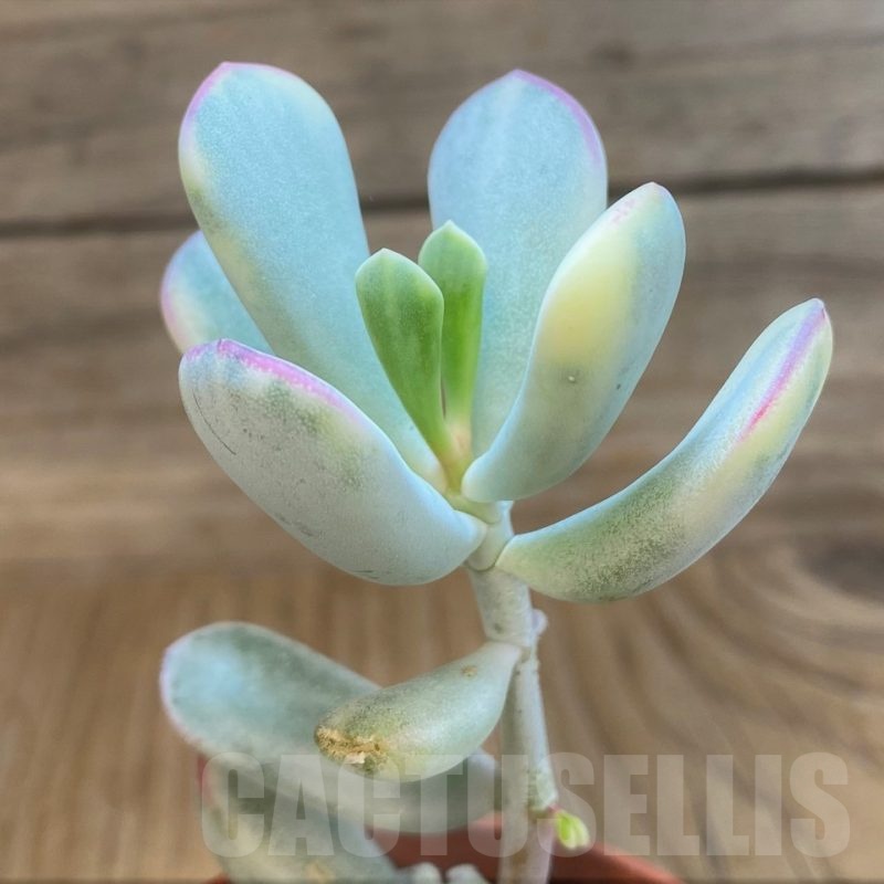 SH25119 Cotyledon orbiculata f. variegata