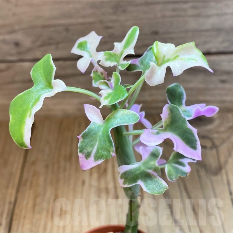 SH25120 Senecio articulatus f. variegata