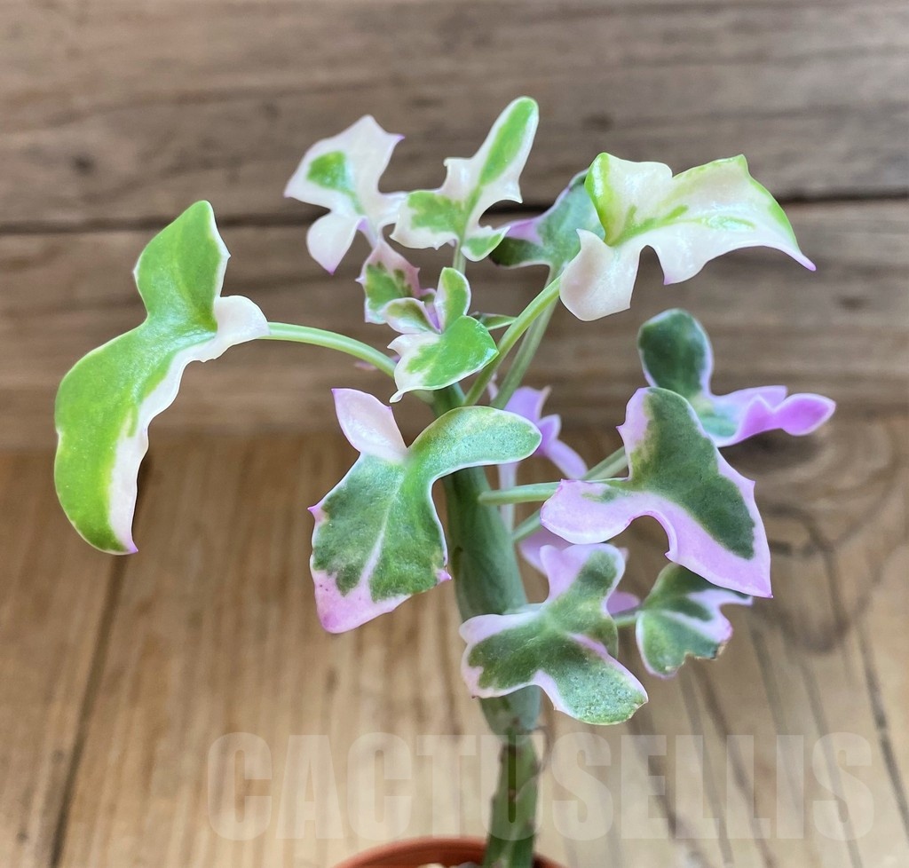 SH25120 Senecio articulatus f. variegata