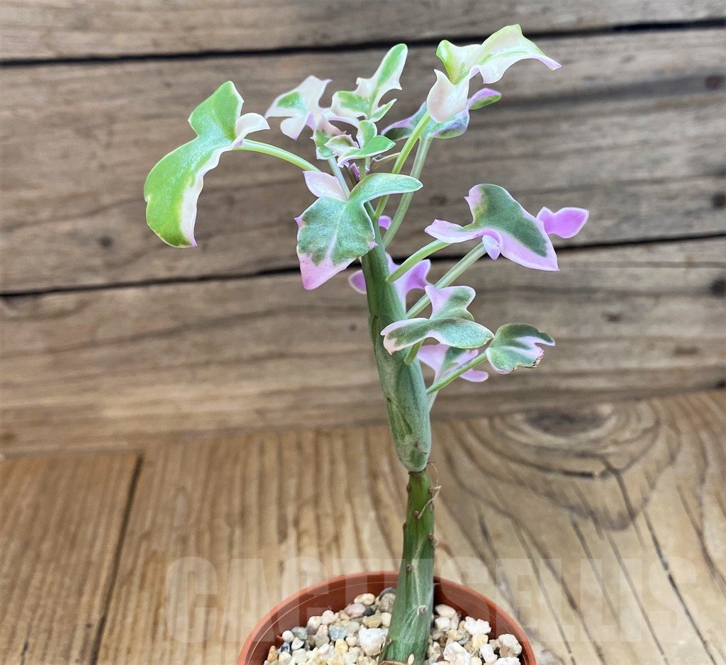 SH25120 Senecio articulatus f. variegata - Image 2