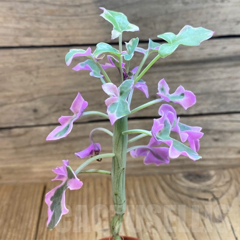 SH25121 Senecio articulatus f. variegata