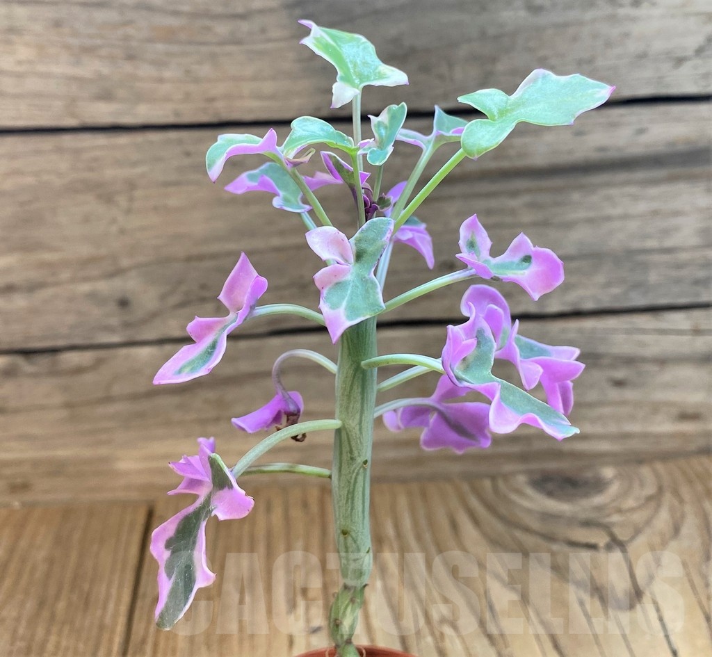 SH25121 Senecio articulatus f. variegata