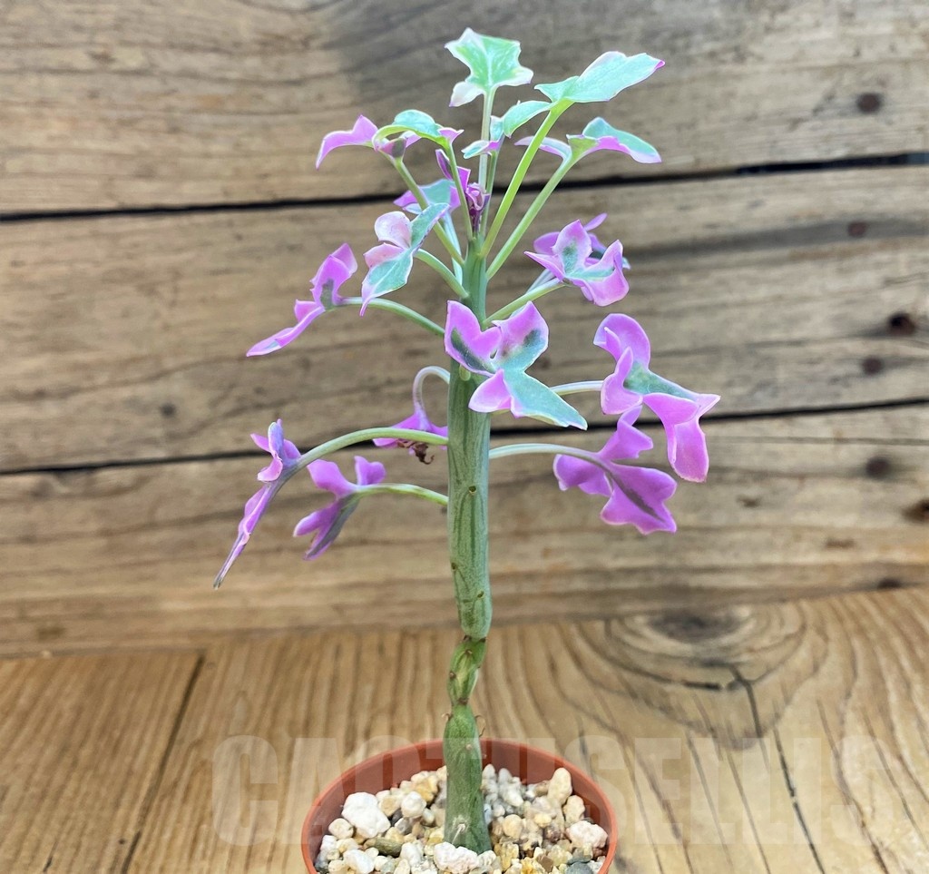 SH25121 Senecio articulatus f. variegata - Image 2