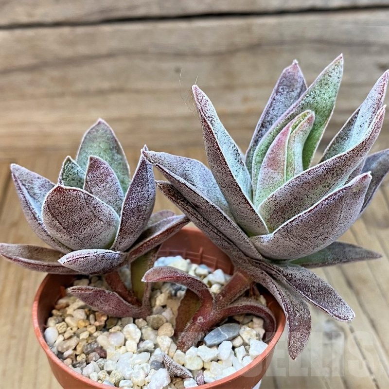 SH25122 Crassula ‘Garnet Lotus’