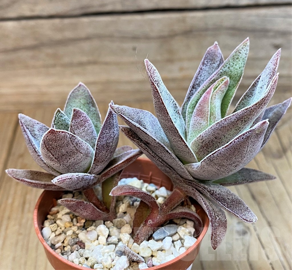 SH25122 Crassula ‘Garnet Lotus’