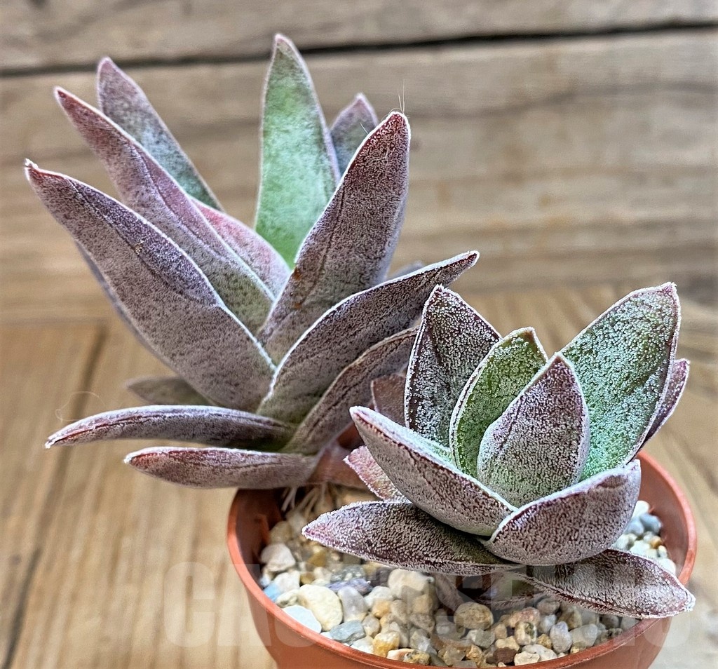 SH25122 Crassula ‘Garnet Lotus’ - Image 2