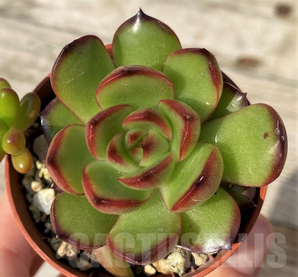 SH25095 Echeveria ‘Mont Blanc’ hybrid - Image 2