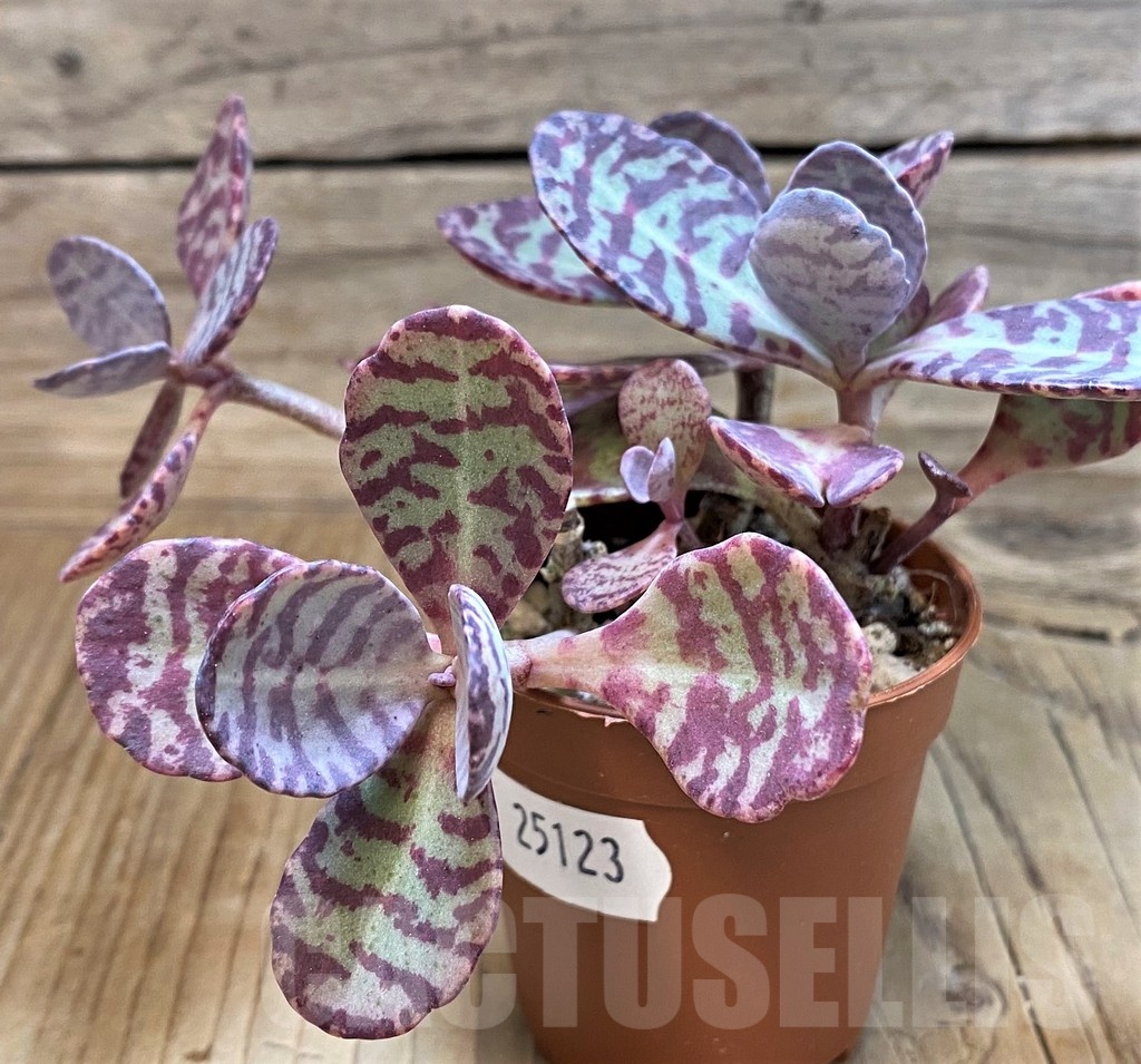 SH25123 Kalanchoe marmorata ‘Leopard’ - 画像 (2)