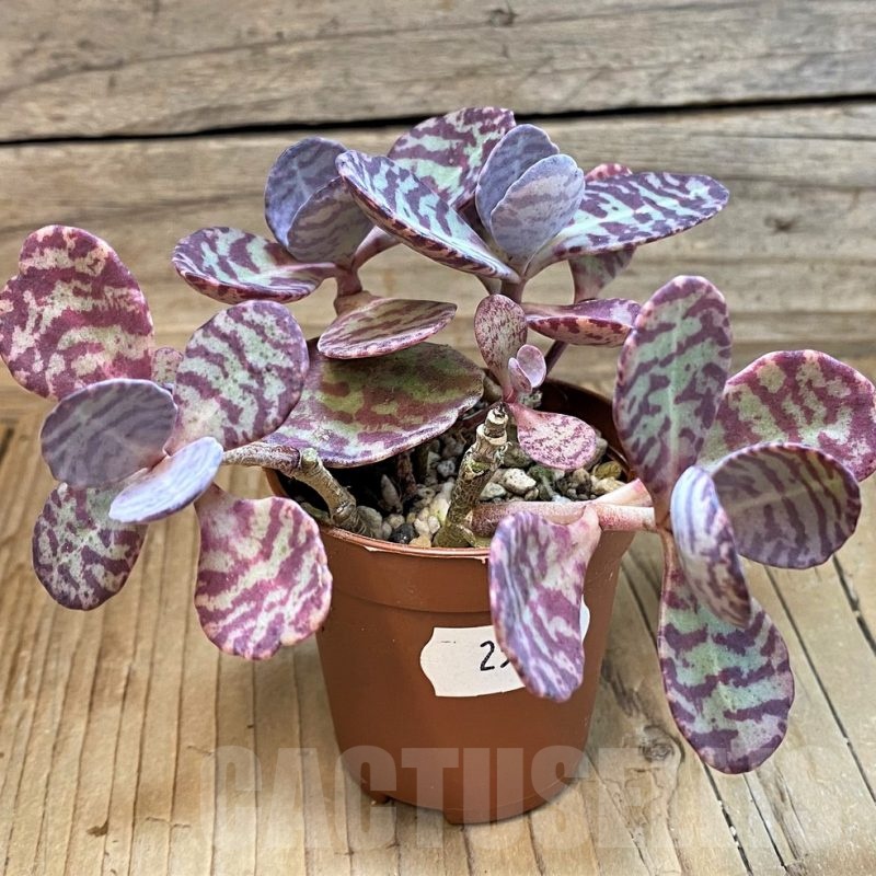 SH25123 Kalanchoe marmorata ‘Leopard’