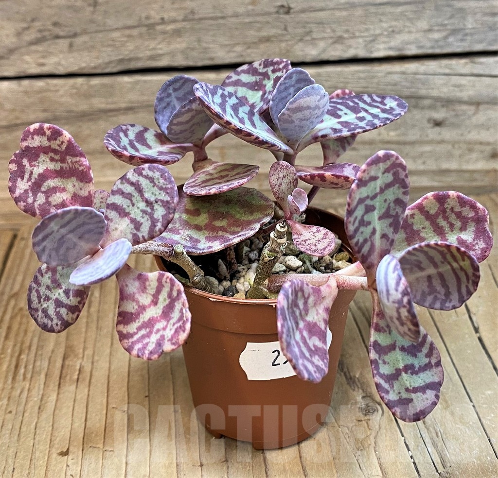 SH25123 Kalanchoe marmorata ‘Leopard’
