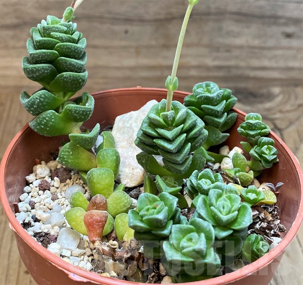 SH25124 Crassula 'Dorothy' - Image 2