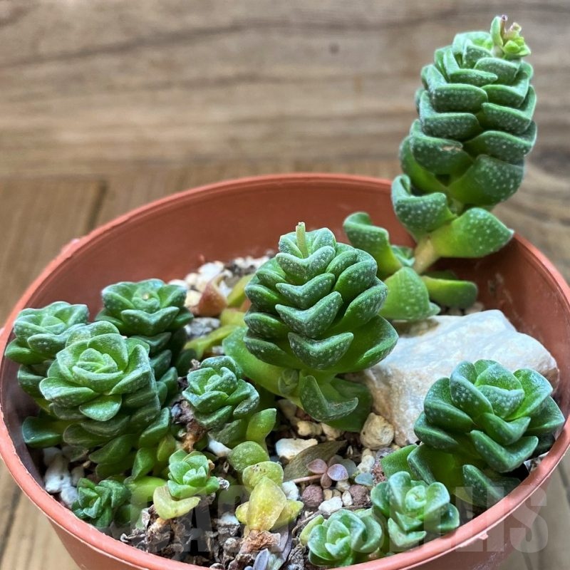 SH25124 Crassula 'Dorothy'